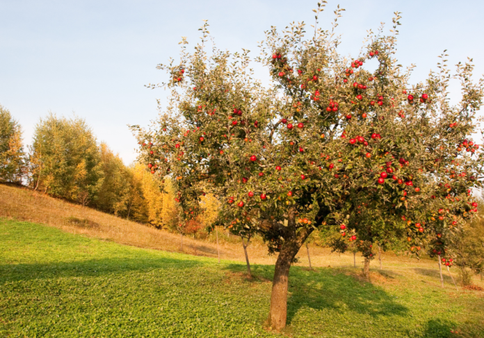Îngrijirea pomilor fructiferi toamna